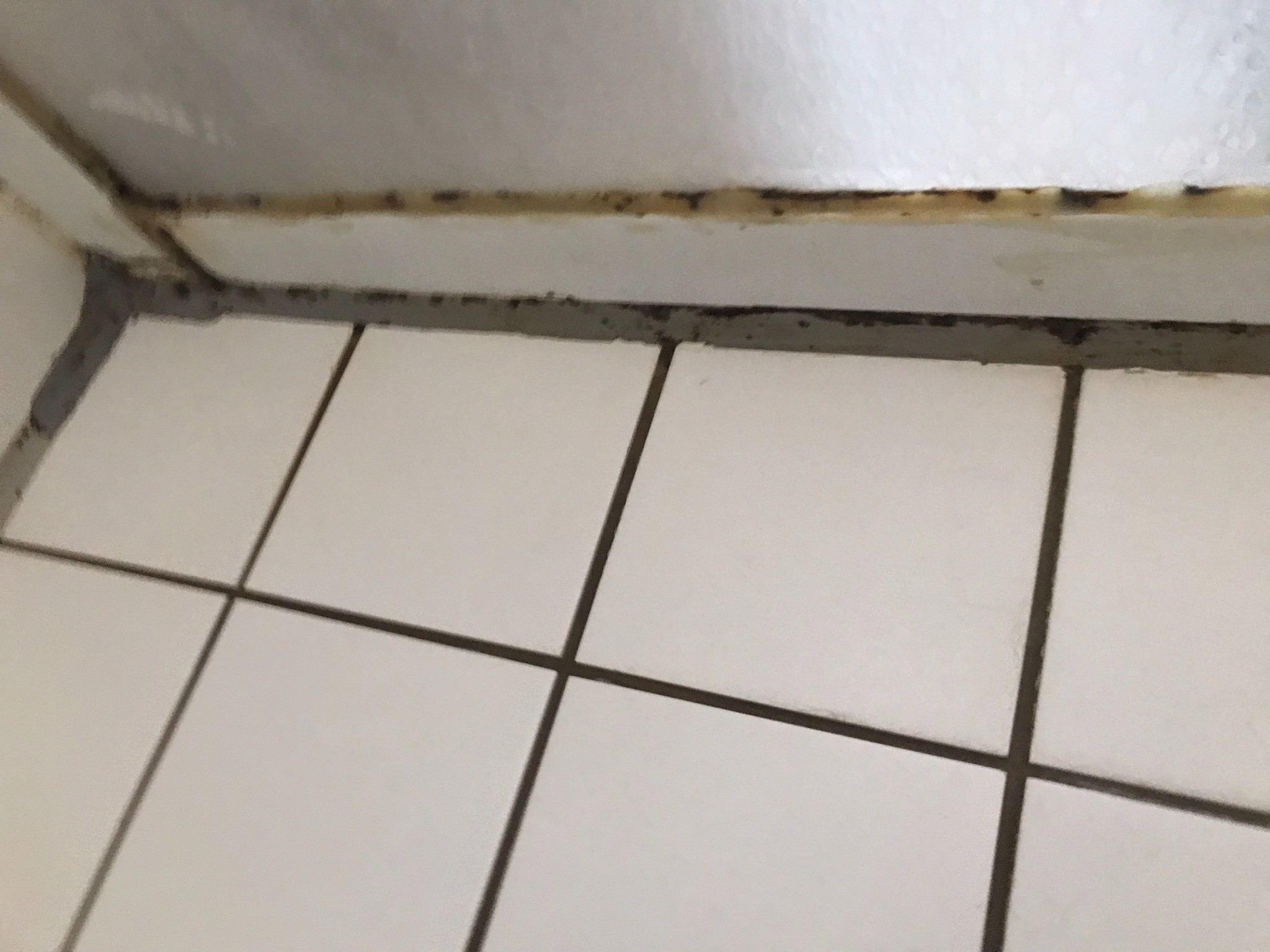 Mold inspection and removal New Braunfels TX